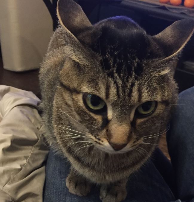 neko neko