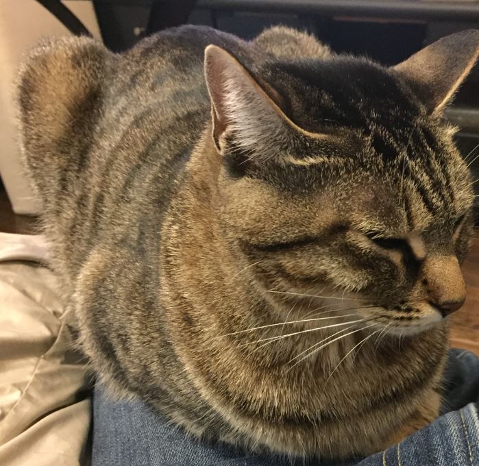 neko2 neko2